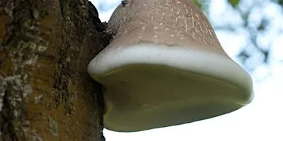 Birch Polypore foraging workshop at Elrick Hill, Tyrebagger forest