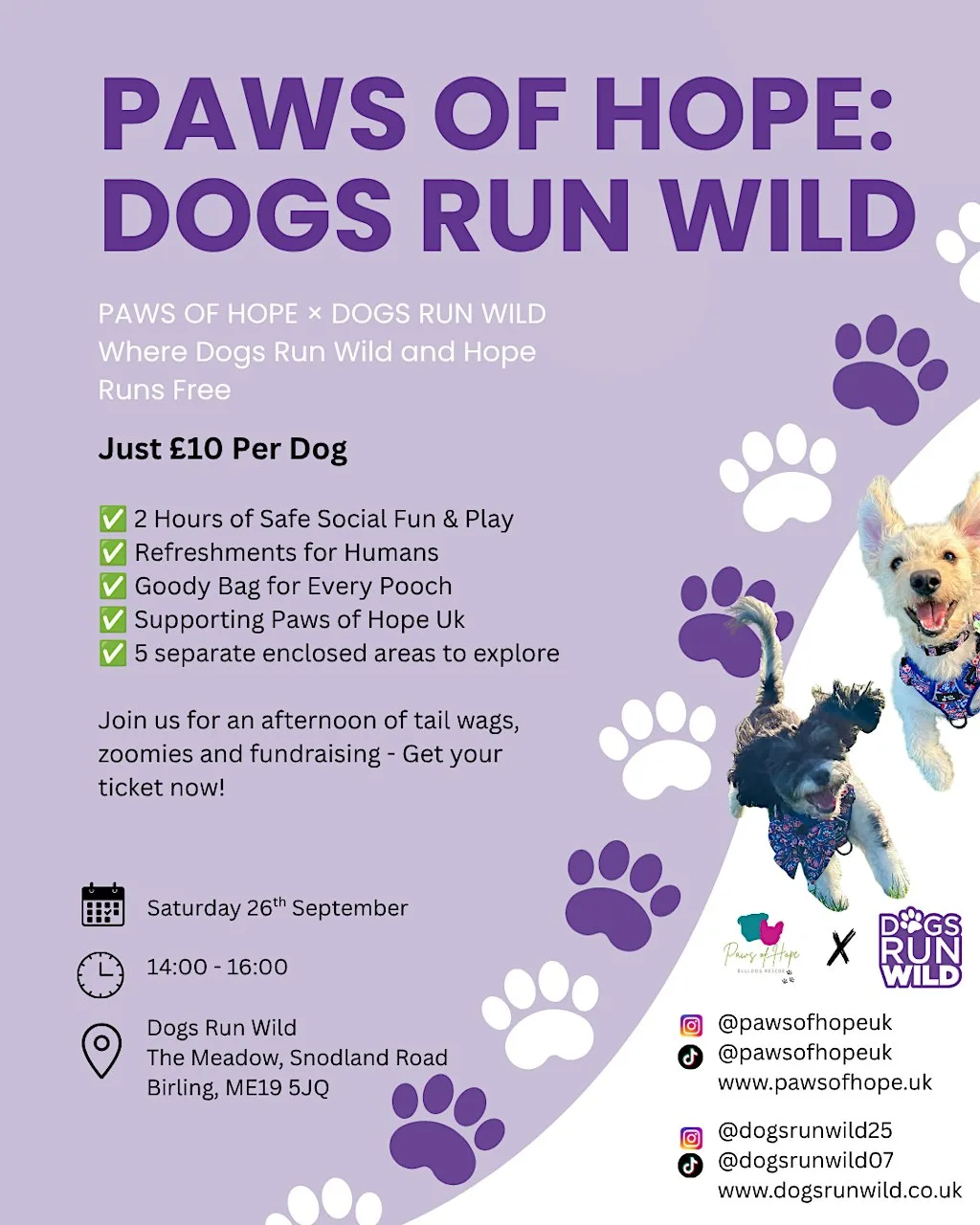 PAWS OF HOPE: DOGS RUN WILD