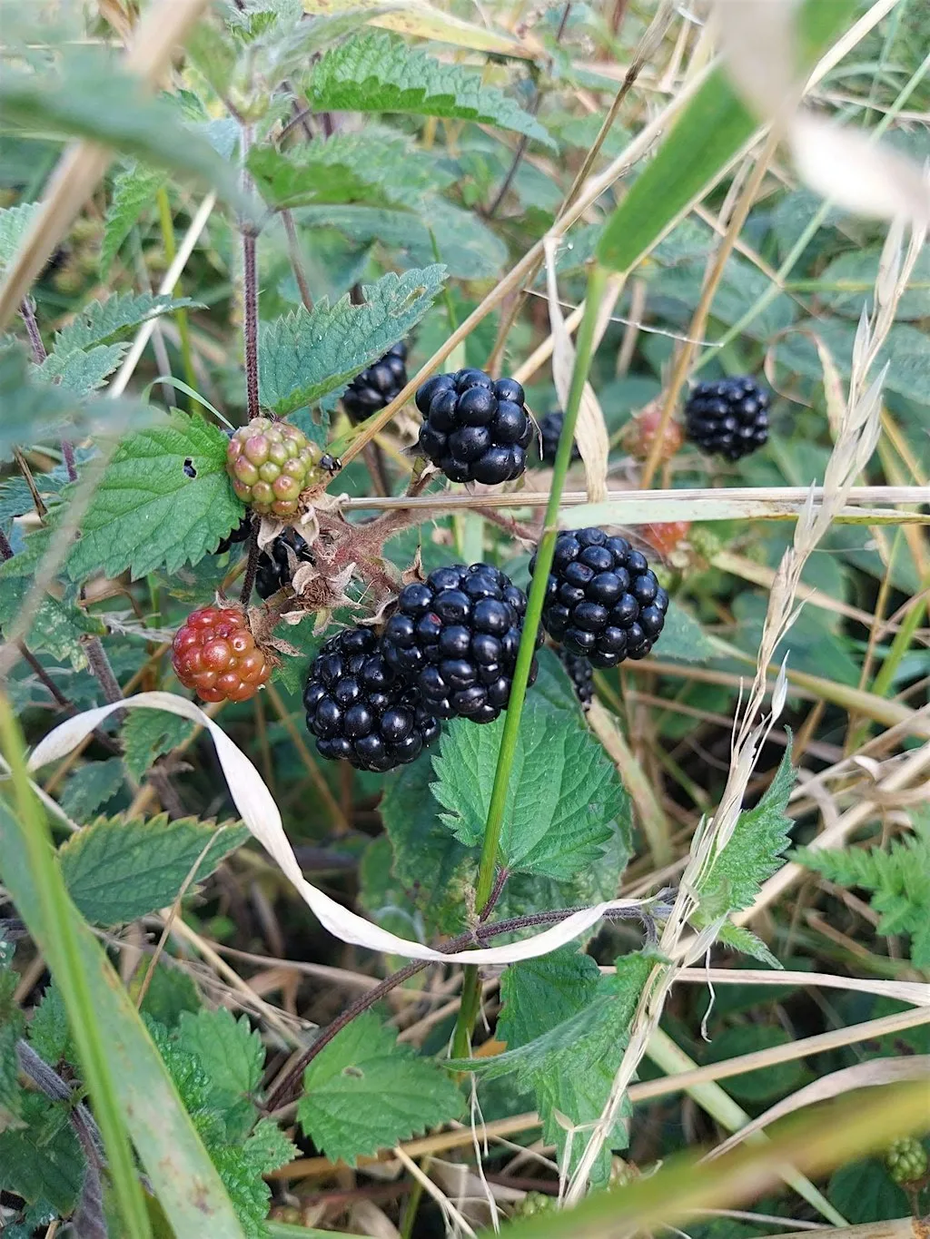 Foraging Skills - Fryston Country Trails at Fryston Community Centre