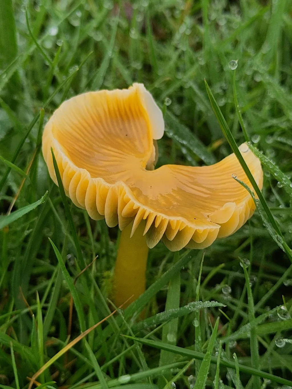 An introduction to Waxcap Fungi at Cathays Cemetery