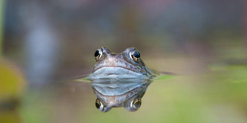 Pond Life ID Course at Attenborough Nature Reserve