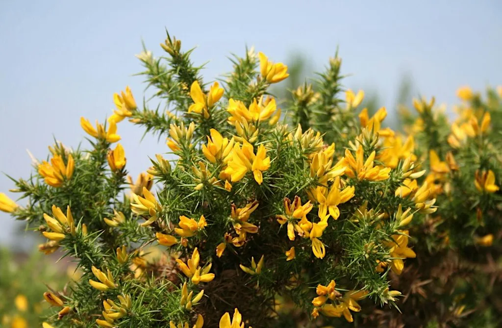 Wildlife Walk - Ham Common Nature Reserve