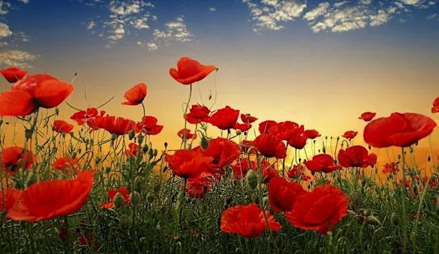 Poppy Dance 2026 at Royal British Legion Club Ferndown