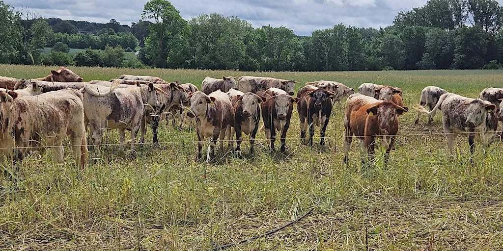 Regenerate Outcomes, Anglian Water & AHDB - Building Resilient Farms