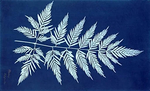 Botanical Cyanotype Workshop (G42 & G73 RESIDENTS ONLY)