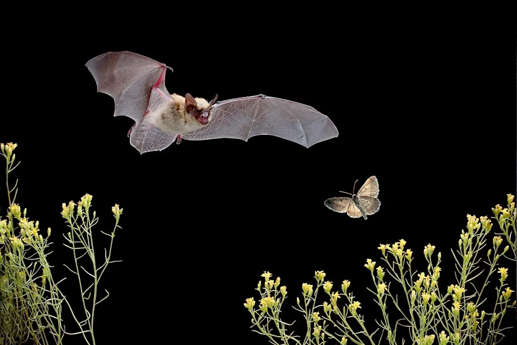 Bat & Moth Discovery Walk Dunain Community Woodland