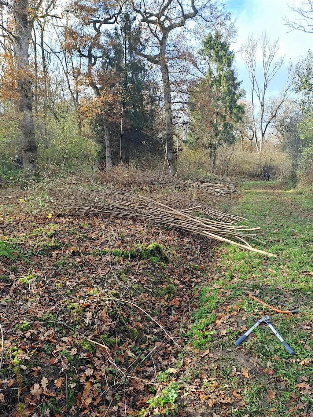 Traditional Woodland Skills: Coppicing and woodland management