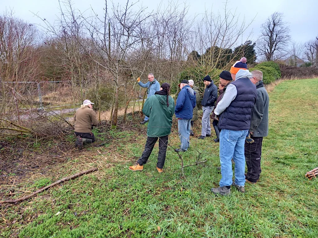Traditional Woodland Skills: Hedge laying at Inspire: Luton Sports Village