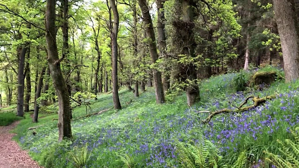 Discovering Dunain Woods at Craig Dunain