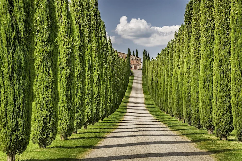 Elite wines of Italy: Tuscans and Super Tuscans