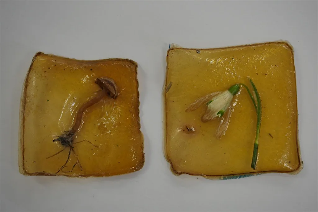 Biomaterials workshop with Sophie L Ferrier at History Store