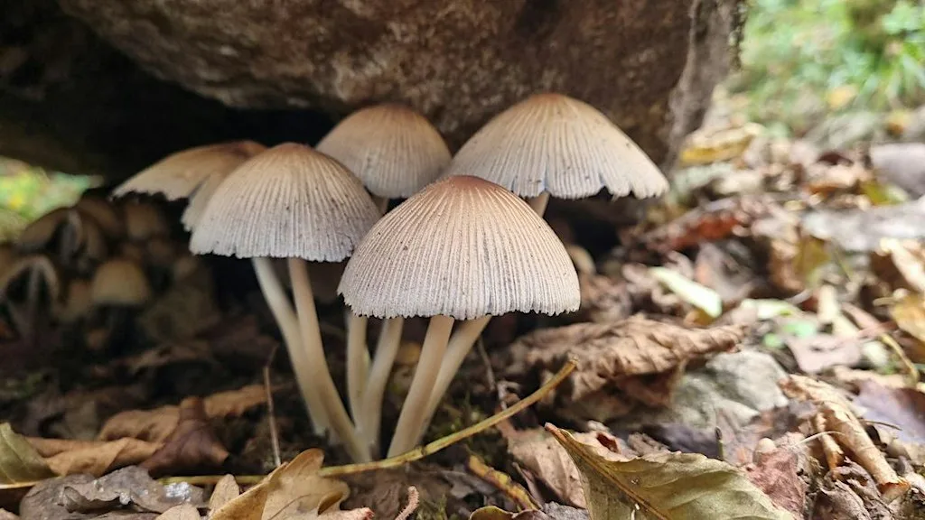 Members Exclusive Fungi Foray at Askham Bog