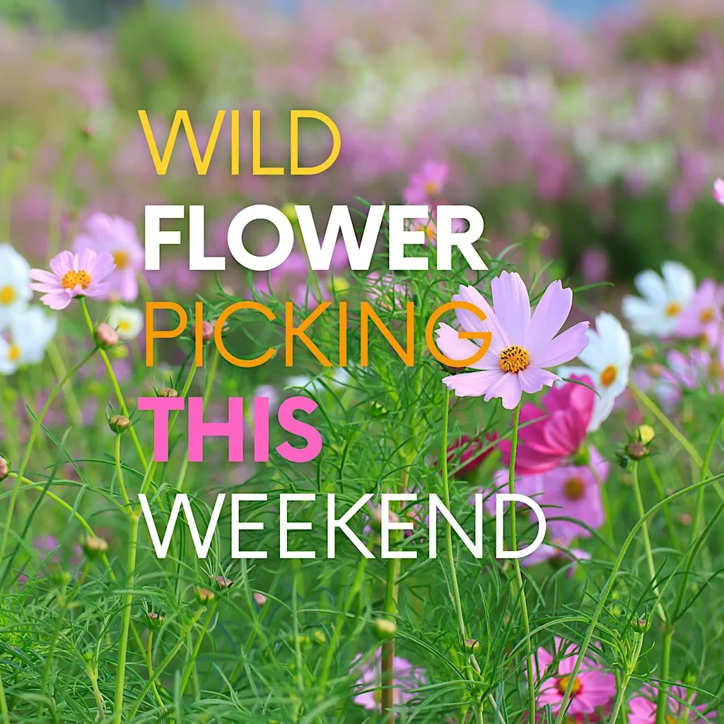 Wild Flower and Sunflower Picking at Tickton Farm