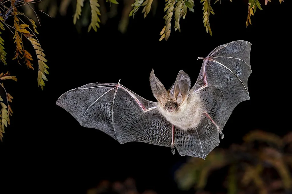 Haslingfield Bat Walk at All Saints' Church, Haslingfield