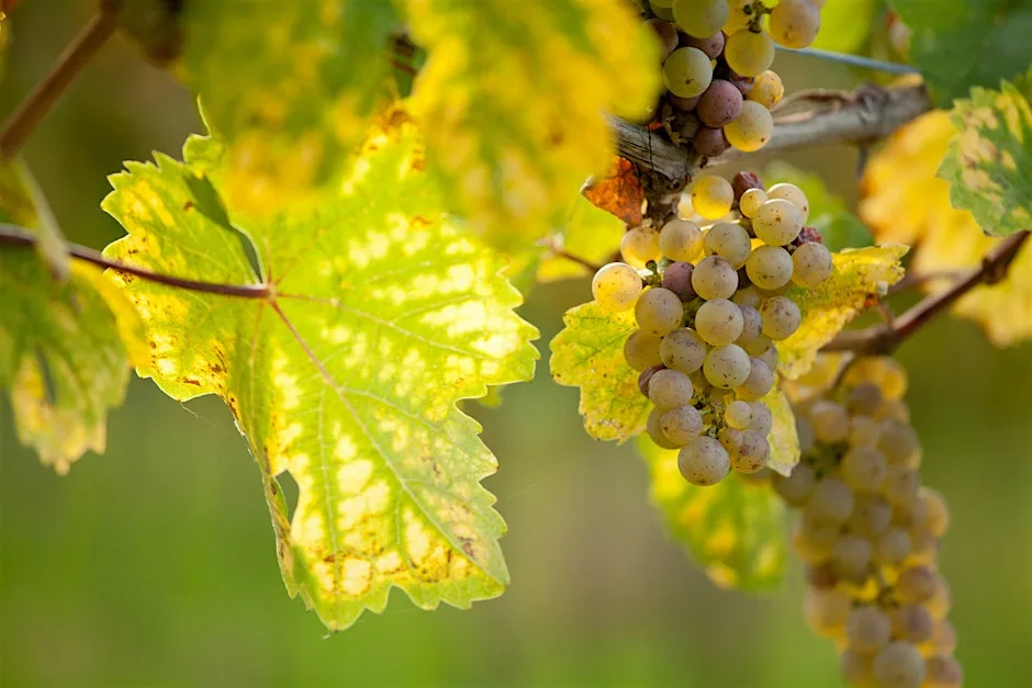 Last Swallow of Summer: Mellow wines for Sunsets at Theatre of Wine