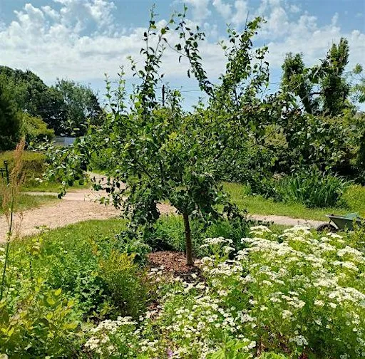 How to set up a resilient community orchard at Food Troops Community Kitchen & Garden, Horticultural Greenhouses