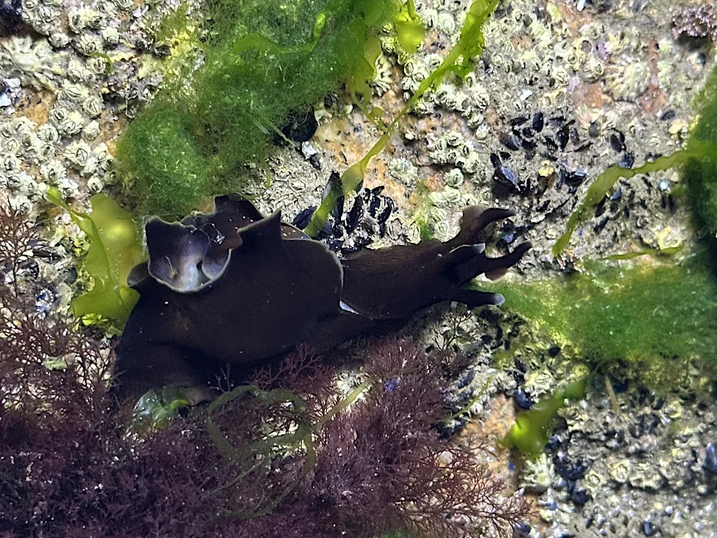 Greyhope Morning: the weird and wonderful world of Sea slugs at Greyhope Bay Centre