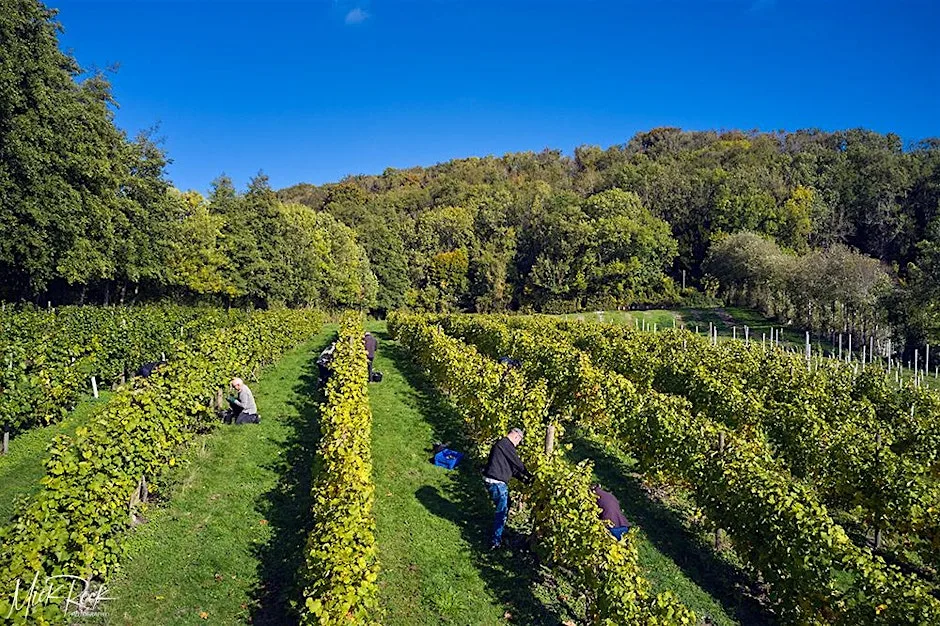 Autumn Bliss at Godstone Vineyards at Godstone Vineyards