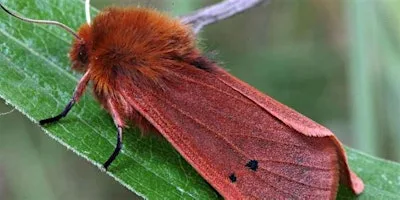 Moth Night at The Bale House Hastings Country Park Visitor Centre