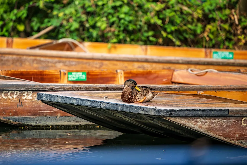 Wild on the Water: Wildlife Photography by Punt at Scudamore's Mill Lane Punting Station