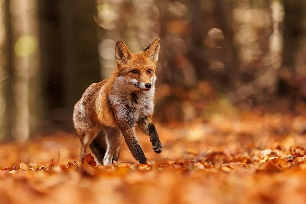 Autumn Equinox: A Shamanic Journey into Balance & Belonging