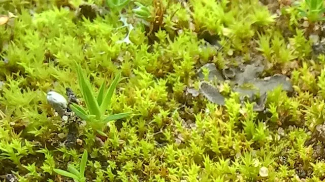 Discover the wonderful world of mosses and liverworts at Foundry Wood