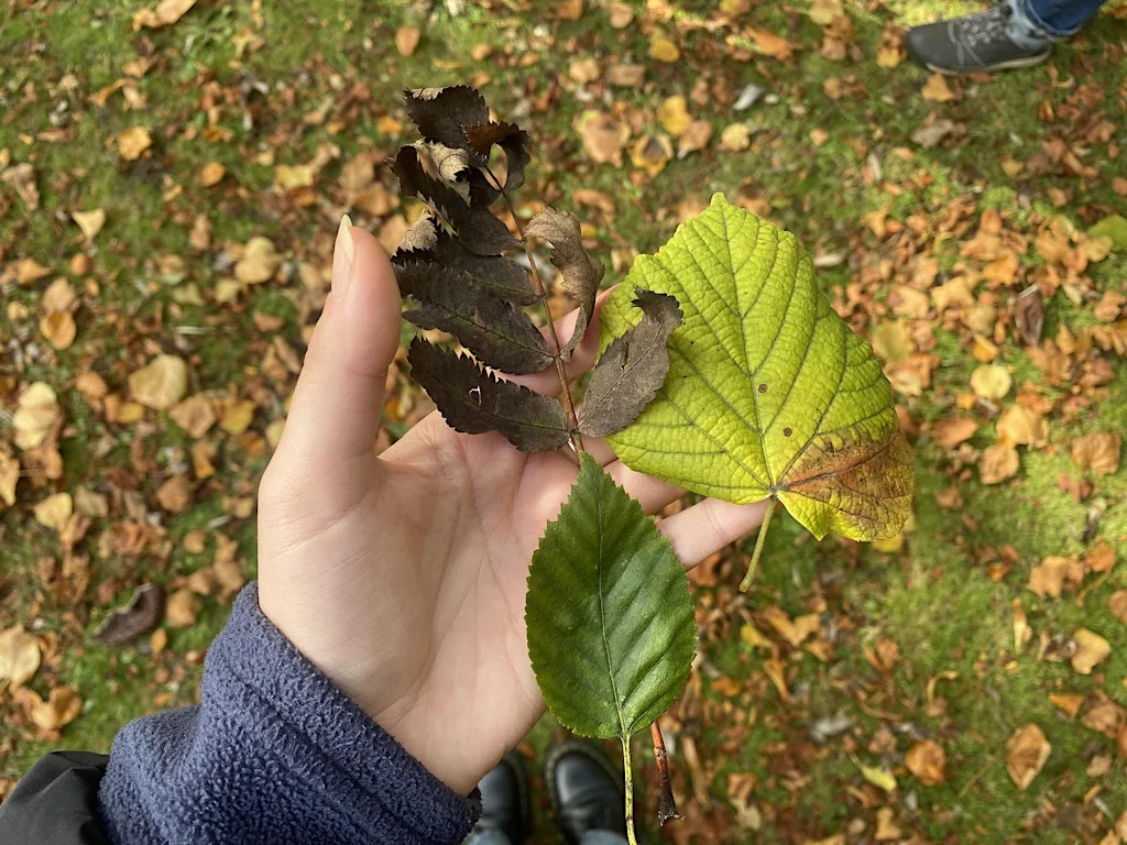 Victoria Park Wildlife Watch: Wild Maths and Autumn Crafts (September 2026) at Victoria Park