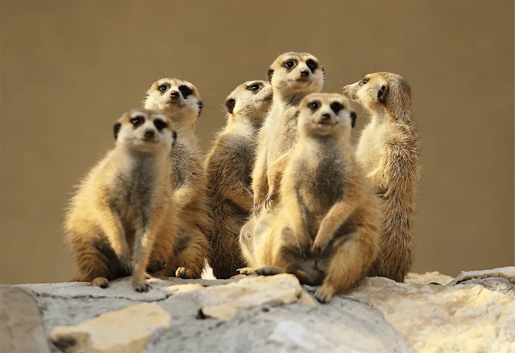 Amazing Animals