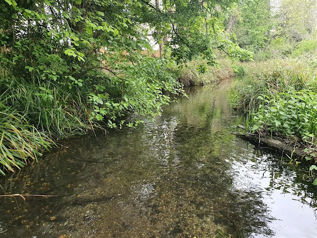 River Restoration Volunteering – Culvers Avenue, Hackbridge - River Wandle at Ancient lamp post