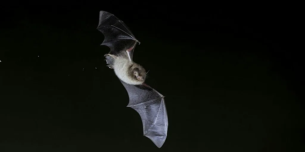 Bat Walk at Attenborough Nature Reserve