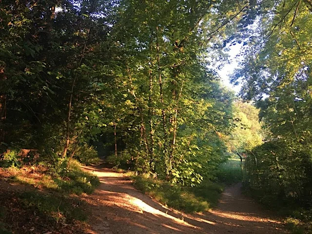 Forest Bathing at Attenborough Nature Reserve