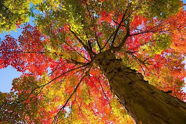 Autumn ID Walk: Trees, Leaves & Berries