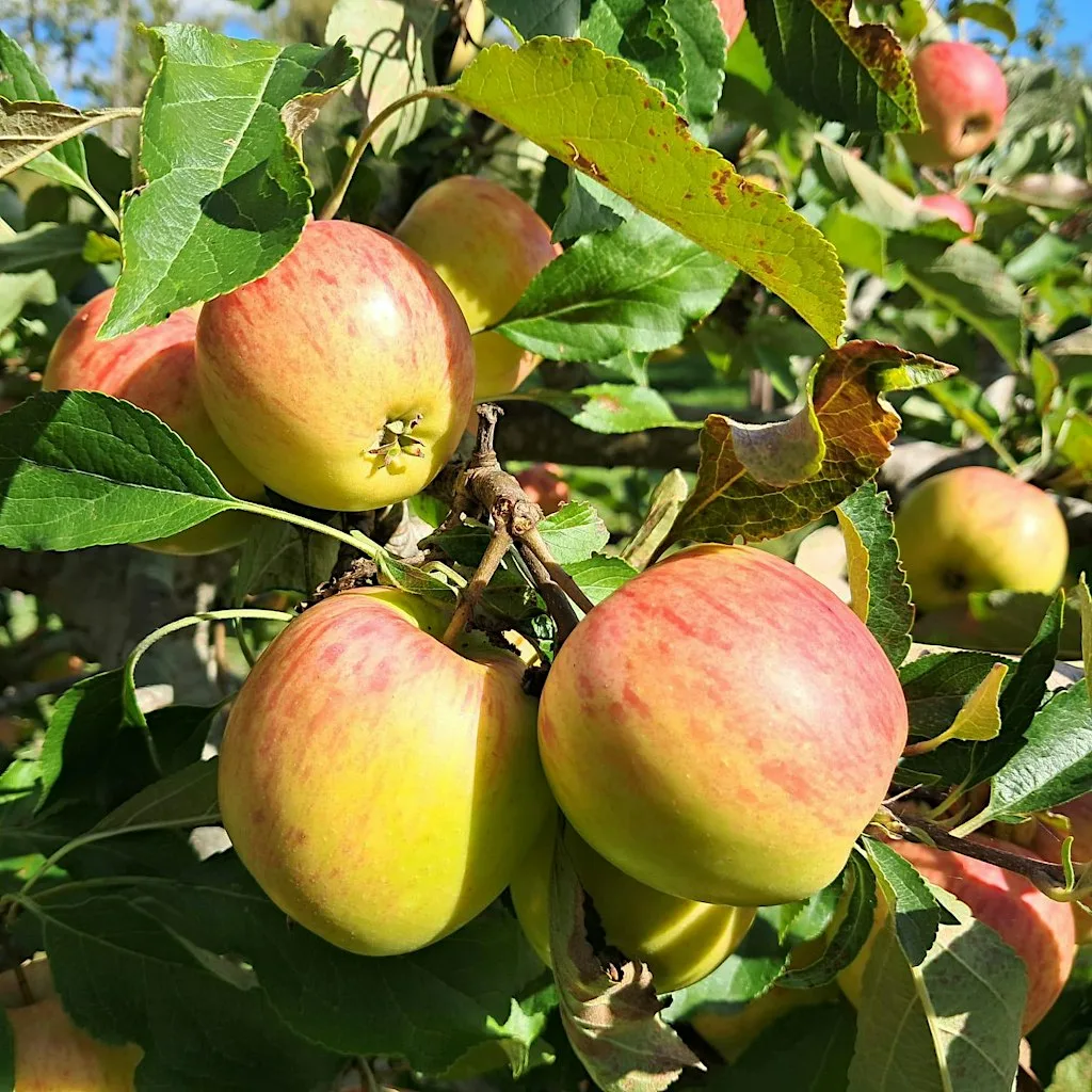 Pick Your Own