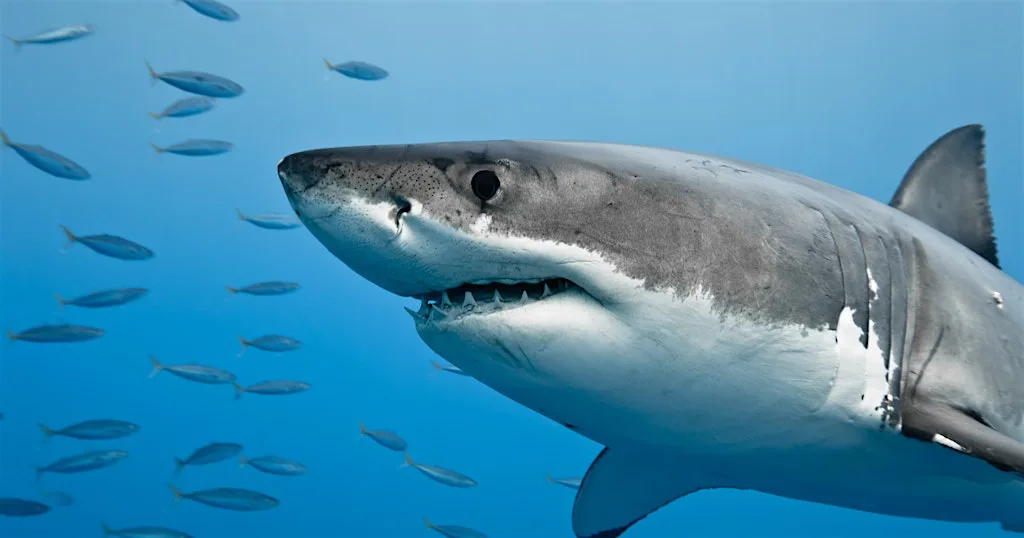 Sharks of Paradise: Collaboration, Communication and Conservation