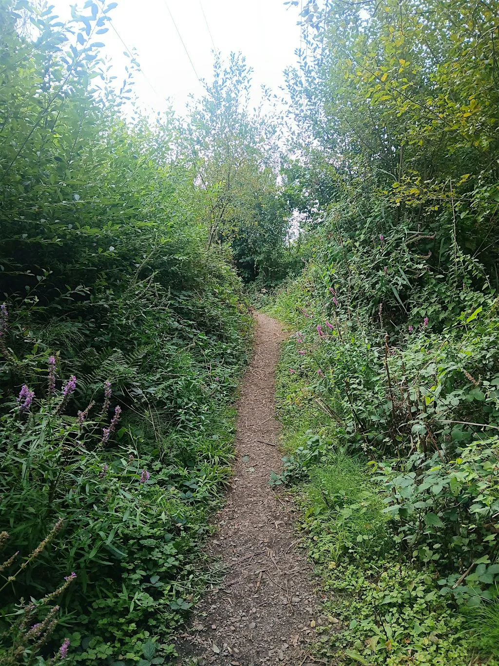 Pontprennau Park Woodland Path Maintenance
