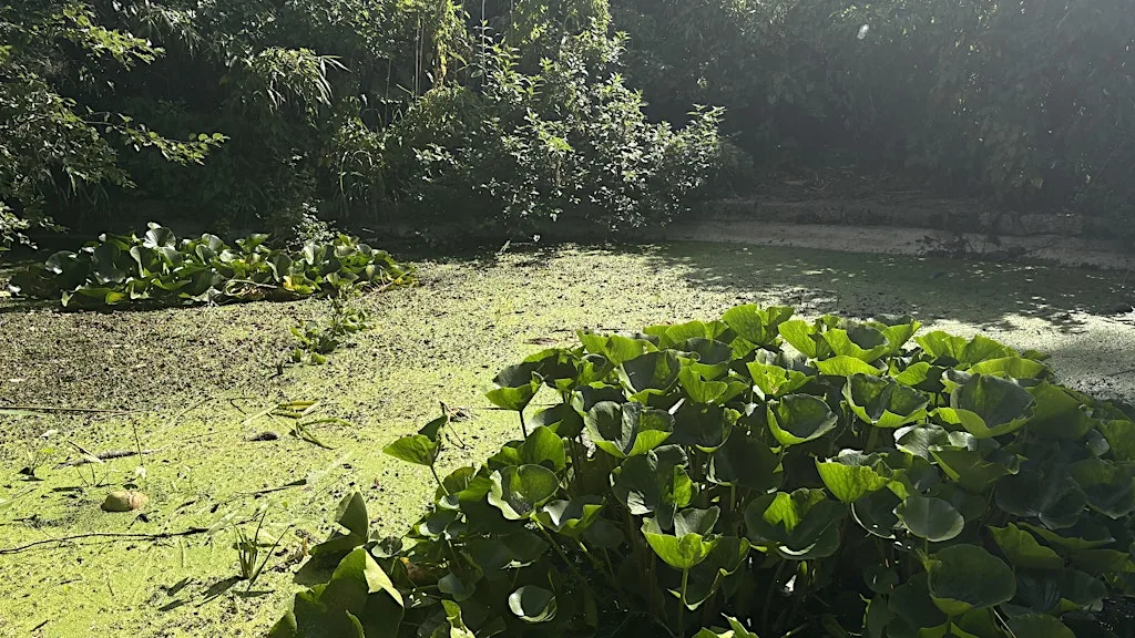 Guided-by-Nature Meditation & Drawing Picnic in Hove