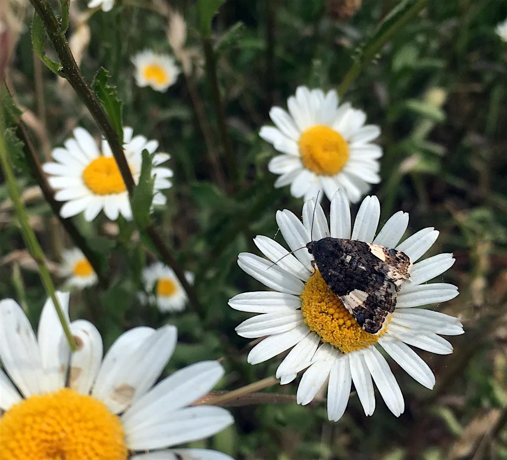Photography Walks with Sarah Lambert (Walk 1) at High Meadow Nature Reserve