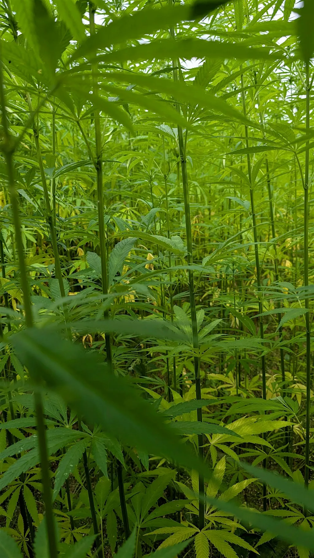 Hempcrete: The Sequel - Surviving the System at Room T2.09