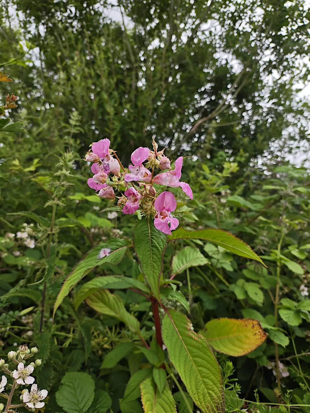 Evening Himalayan Balsam Bash – Glenade / Magheramore at Atlantic Technological University Sligo