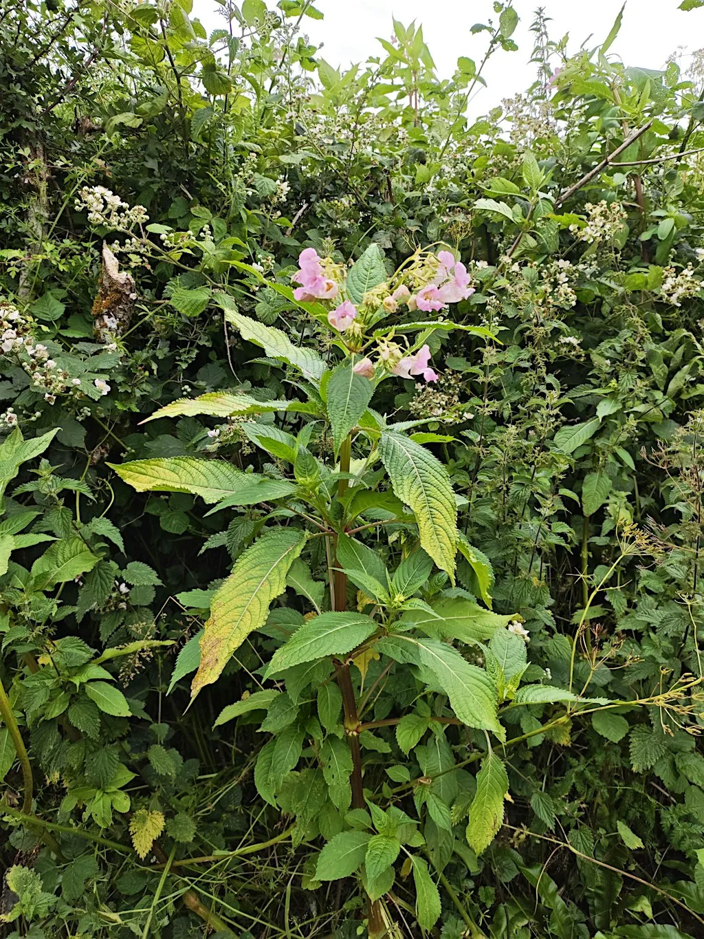 Himalayan Balsam Bash – Cloonagh Maintenance Session at Atlantic Technological University Sligo