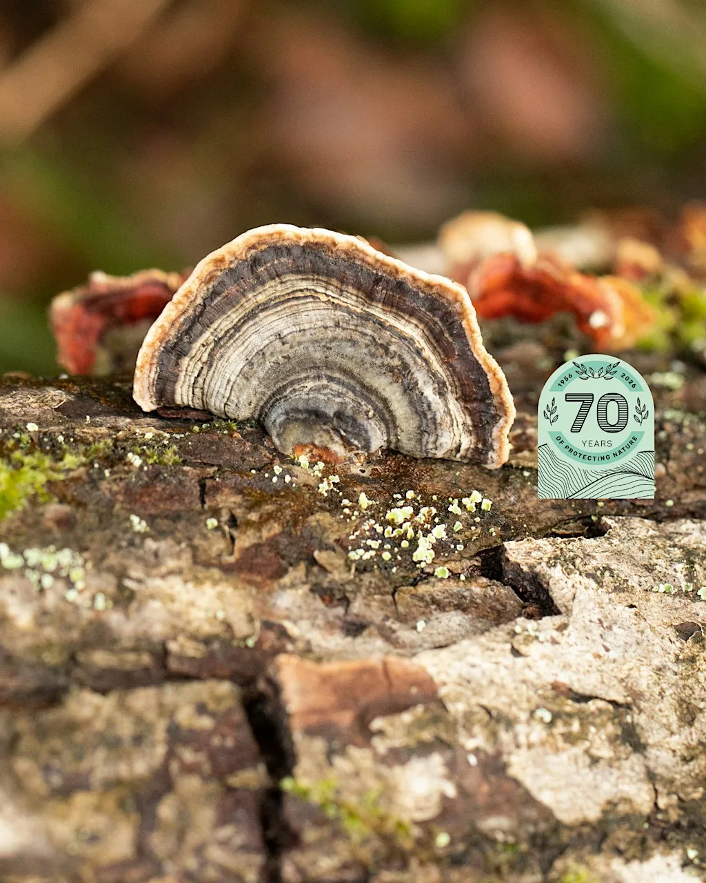 Wild Walk - Fungi Foray at Charnwood Lodge at Charnwood Lodge