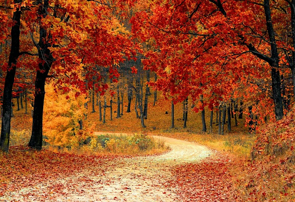 October Wellbeing Day at SCCUL Sanctuary