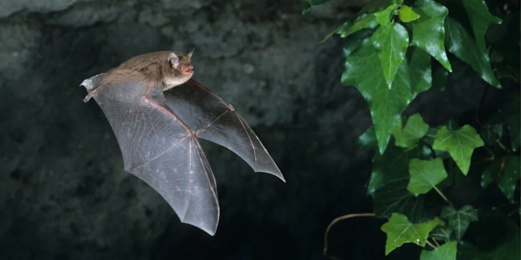 An Evening with Bats at Mudeford Woods at Mudeford Wood