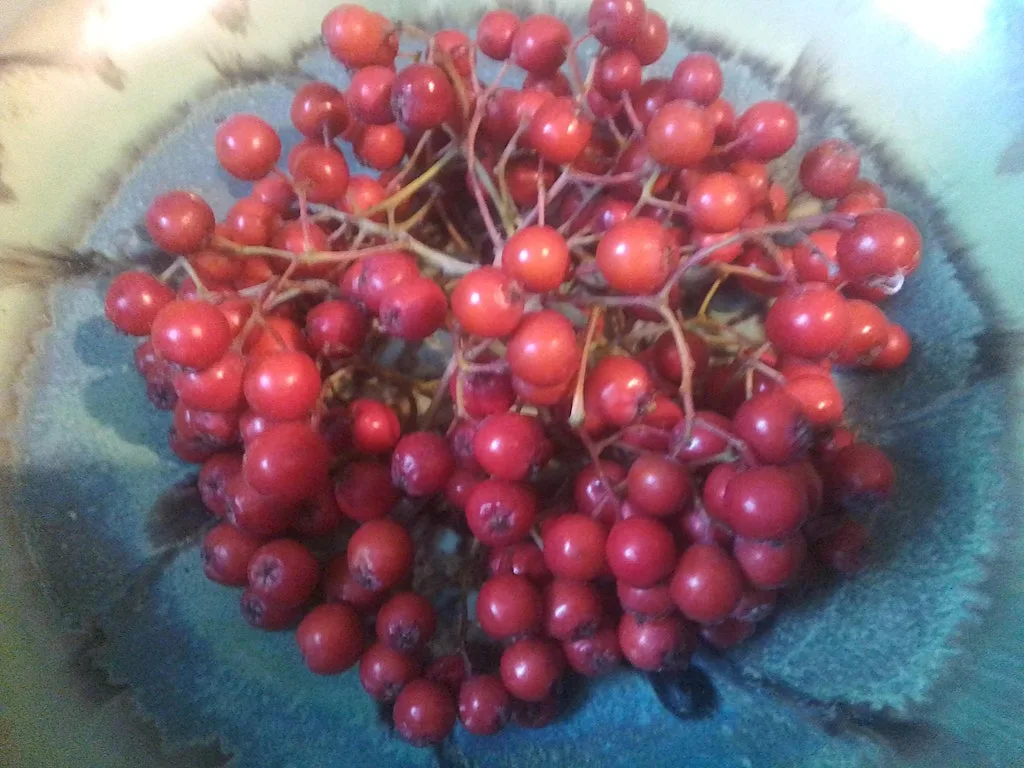 Rowan berry foraging workshop. at Elrick Hill, Tyrebagger forest