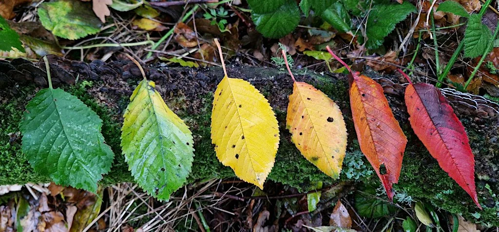 Autumn Botany Walk
