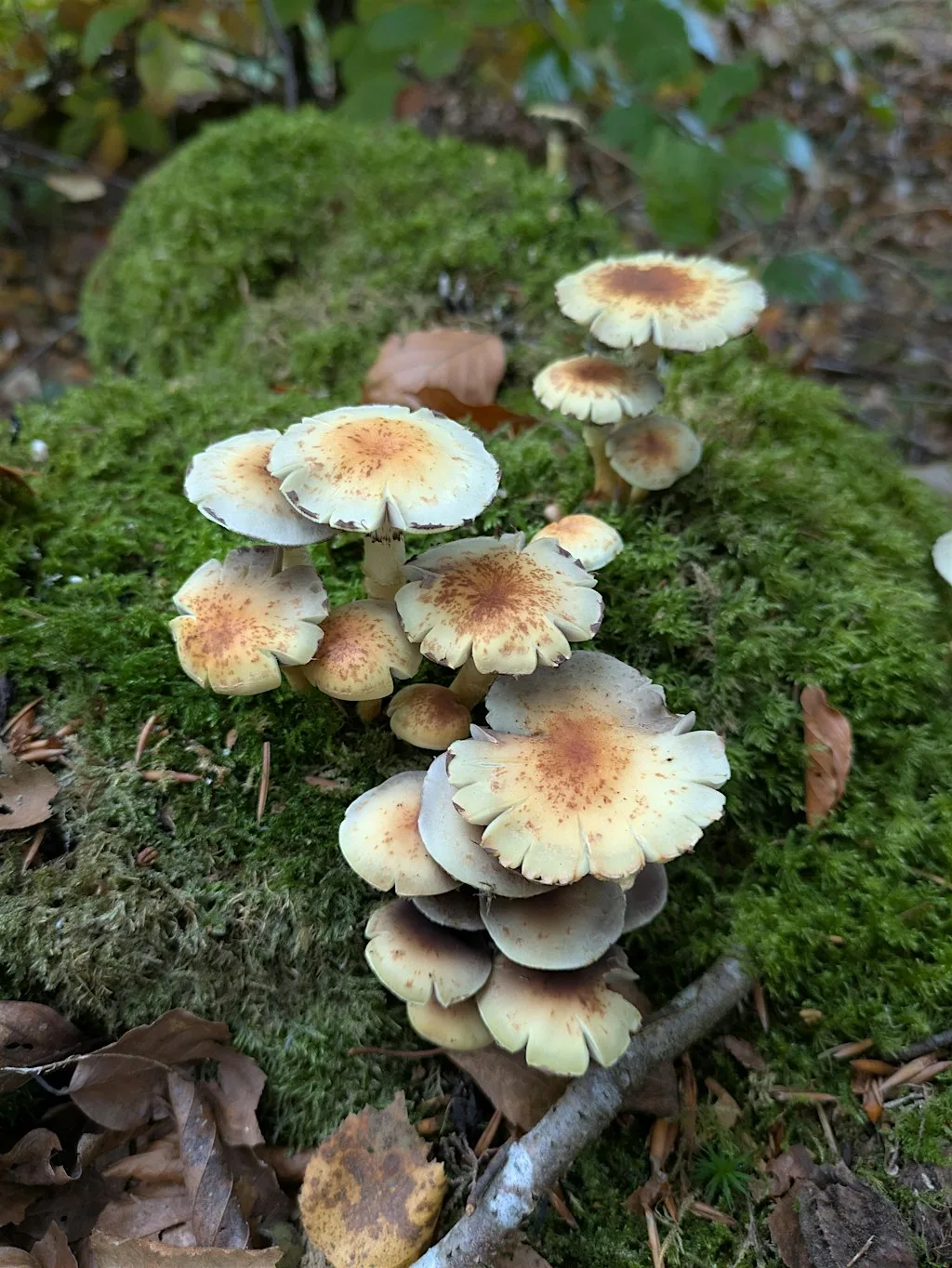 Mushroom Walk