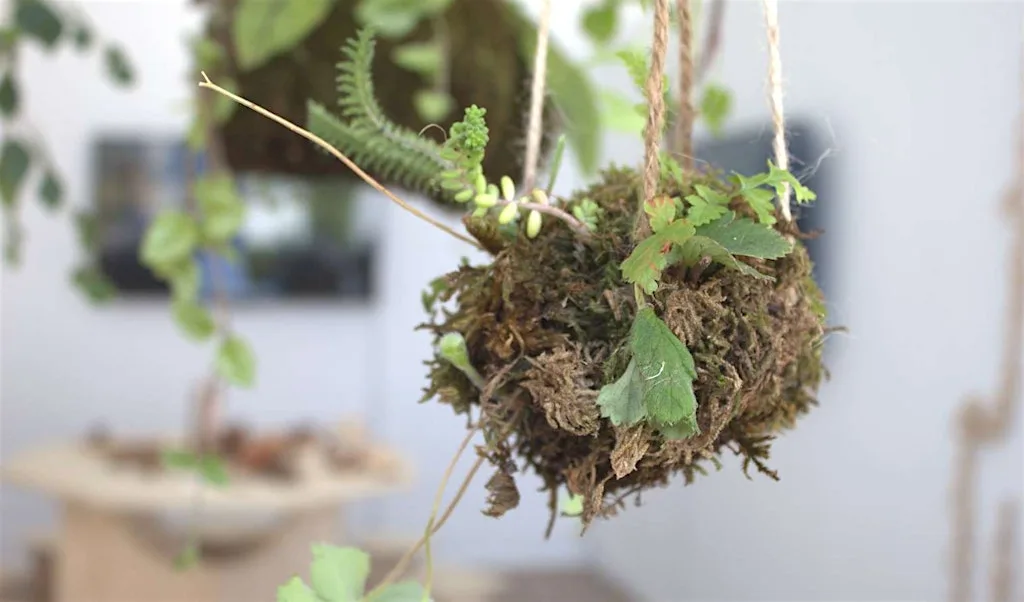 Making session: “Wild city kokedamas” at Duncan of Jordanstone College of Art & Design
