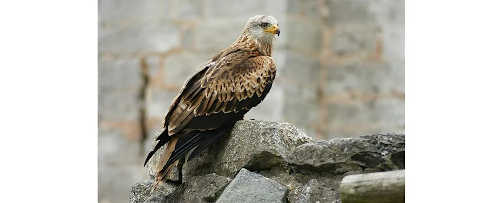 Autumn Bird Walk | The Lower Derwent Valley
