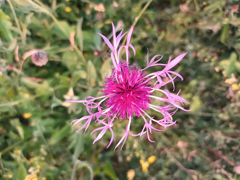 Nature Journaling for Young Adults (Ages 16-30), Luton at Bushmead Community Hub
