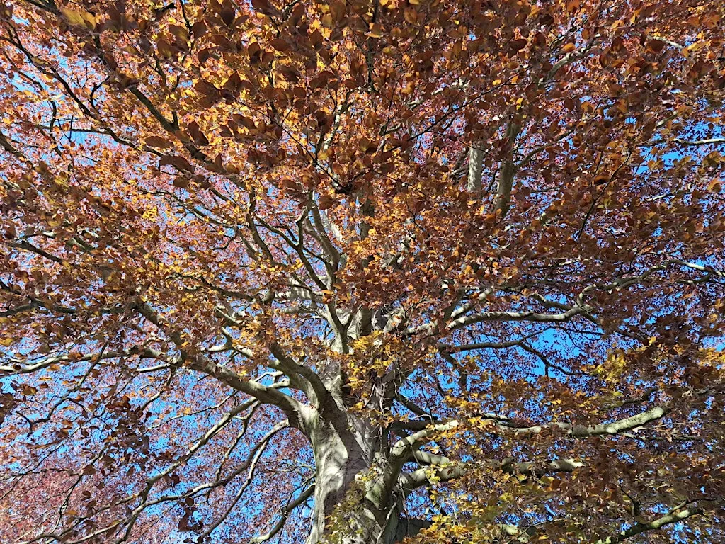 Celebrating Autumn Equinox- Free Seasonal Connections Workshop at Grapes Hill Community Garden